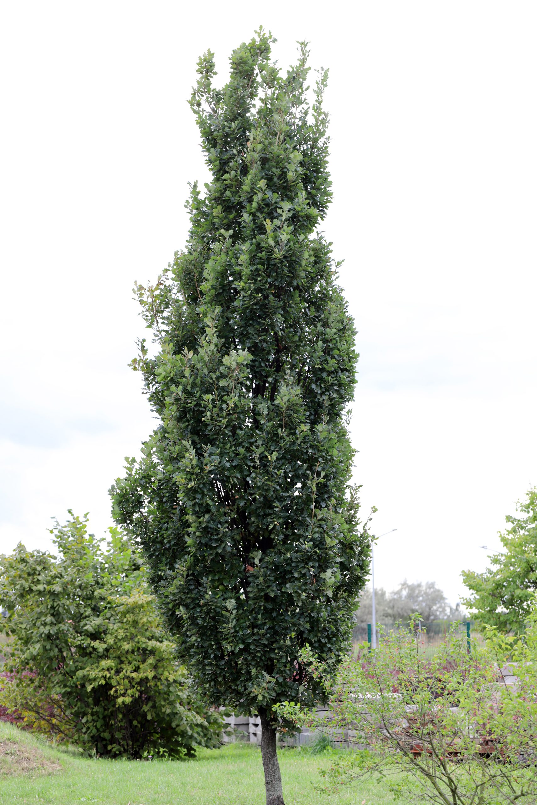 Quercus robur "Fastigiata" - Dąb szypułkowy